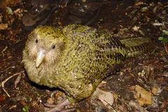 Kakapo (Owl Parrot) in natural habitat