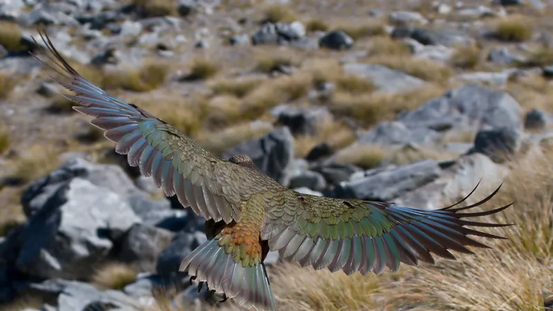 Kea (Alpine Parrot) in natural habitat