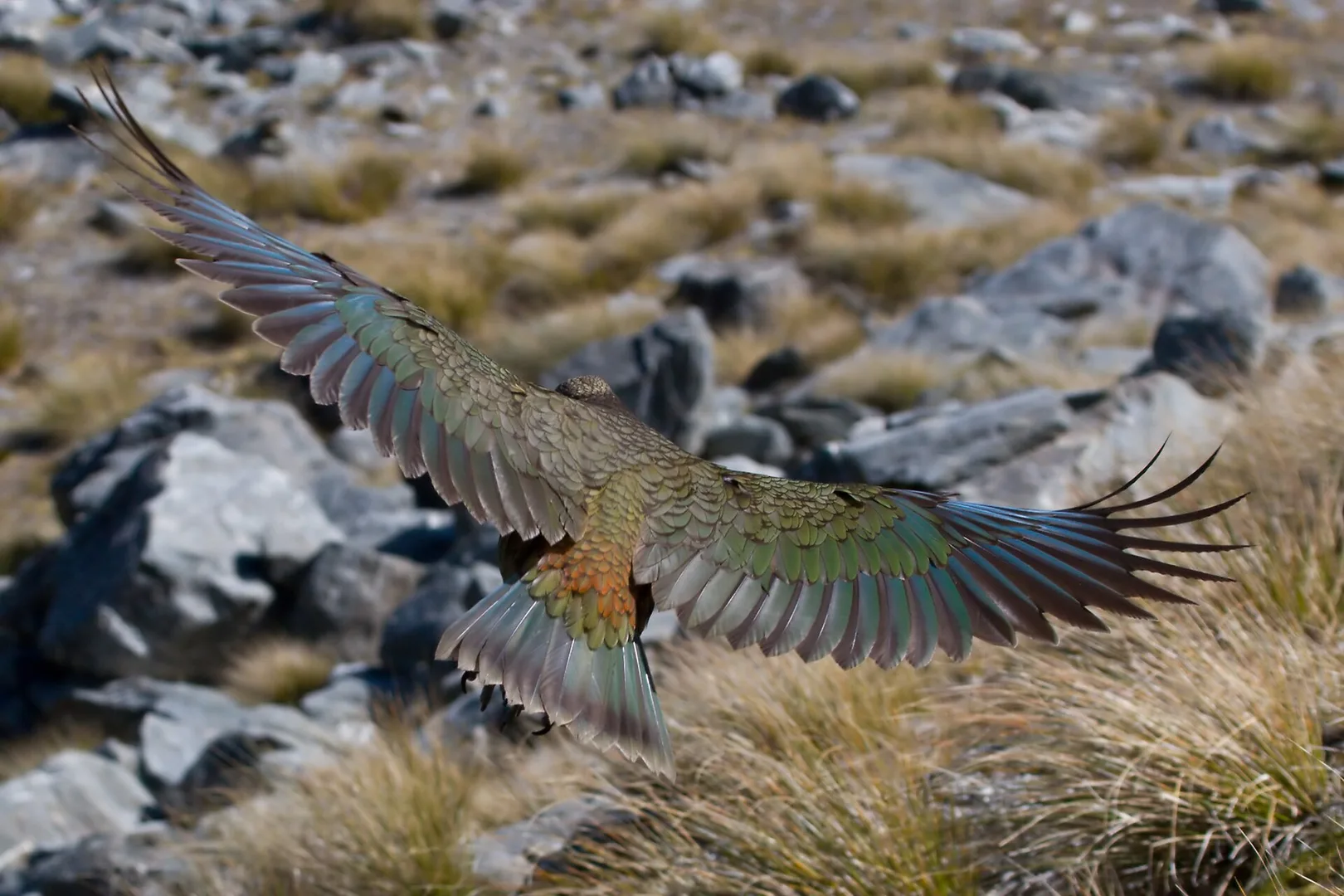 Kea (Alpine Parrot) in natural habitat