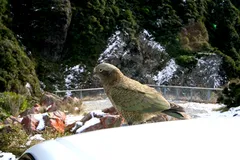 Kea (Alpine Parrot) in natural habitat