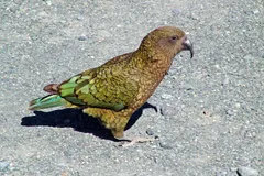 Kea (Alpine Parrot) in natural habitat