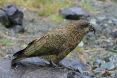 Kea (Alpine Parrot) in natural habitat