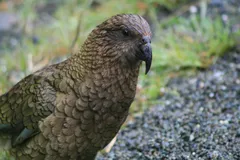 Kea (Alpine Parrot) in natural habitat