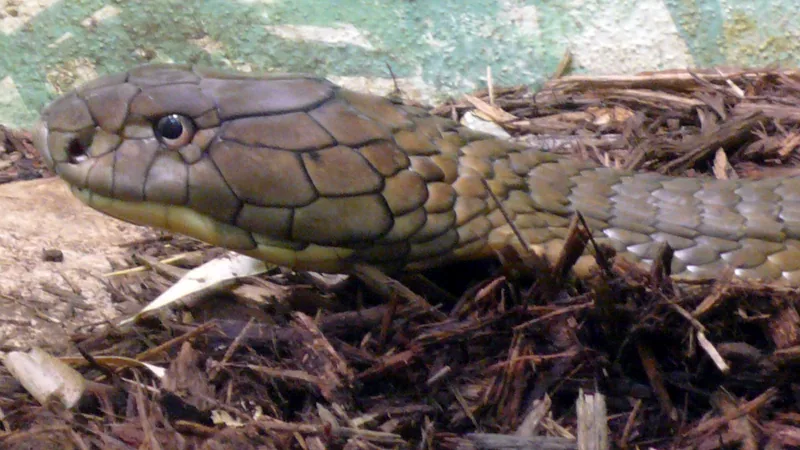 King Cobra in natural habitat