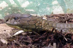 King Cobra in natural habitat