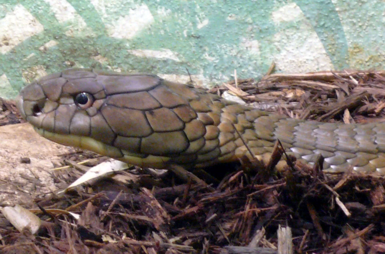 King Cobra in natural habitat