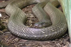 King Cobra in natural habitat