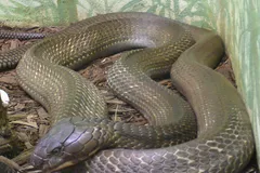 King Cobra in natural habitat