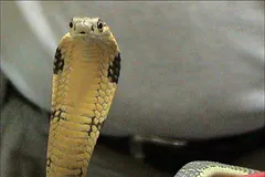 King Cobra in natural habitat
