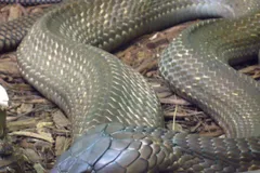 King Cobra in natural habitat