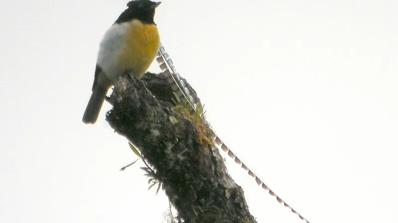 Male King of Saxony bird-of-paradise showing extraordinary long scalloped head plumes