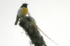 Male King of Saxony bird-of-paradise showing extraordinary long scalloped head plumes