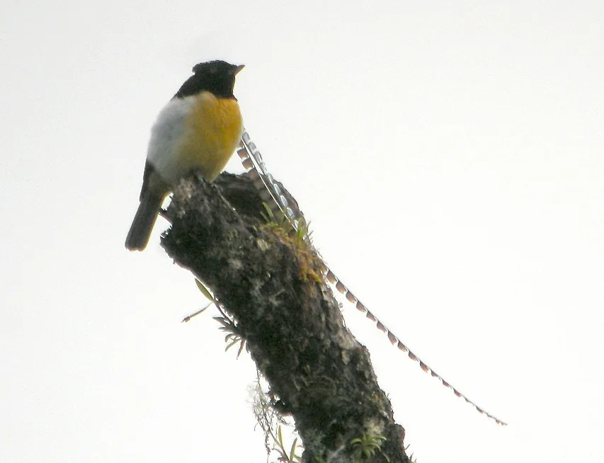 Male King of Saxony bird-of-paradise showing extraordinary long scalloped head plumes