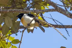 King of Saxony bird-of-paradise perched in misty New Guinea cloud forest canopy