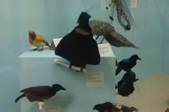 Male King of Saxony bird-of-paradise waving 50cm head wire plumes during courtship