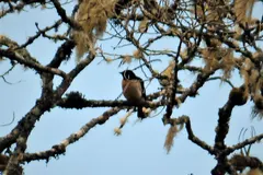 King of Saxony bird-of-paradise perched on high display branch in New Guinea cloud forest