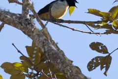 King of Saxony bird-of-paradise perched alertly in misty montane rainforest canopy