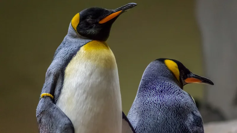 king penguin in natural habitat