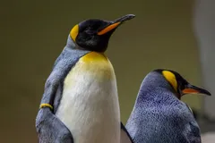 king penguin in natural habitat
