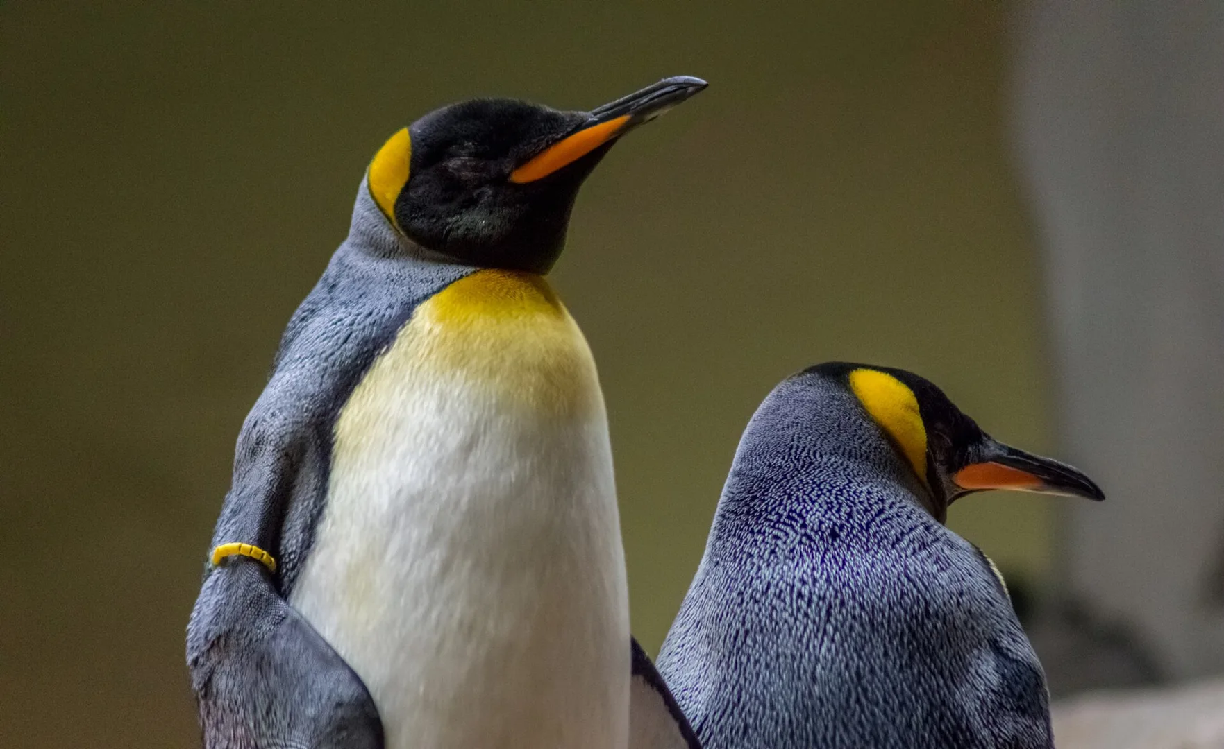 king penguin in natural habitat