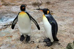 king penguin in natural habitat
