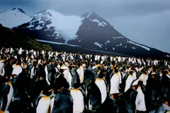 king penguin in natural habitat