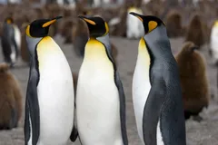 king penguin in natural habitat