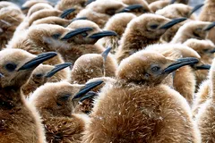king penguin in natural habitat