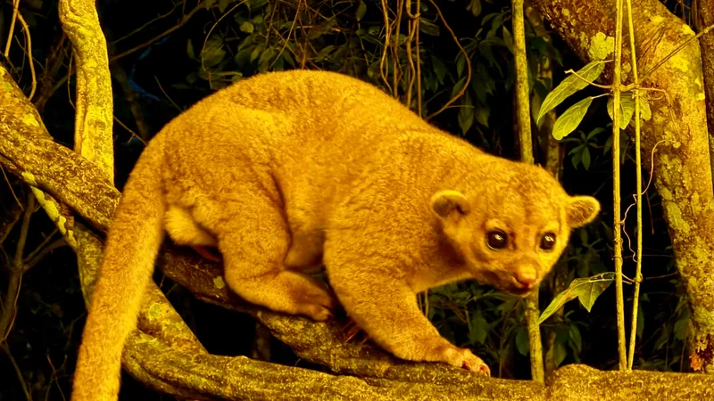 Golden kinkajou on a branch at night with its long tail curled below