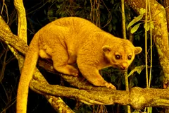 Kinkajou