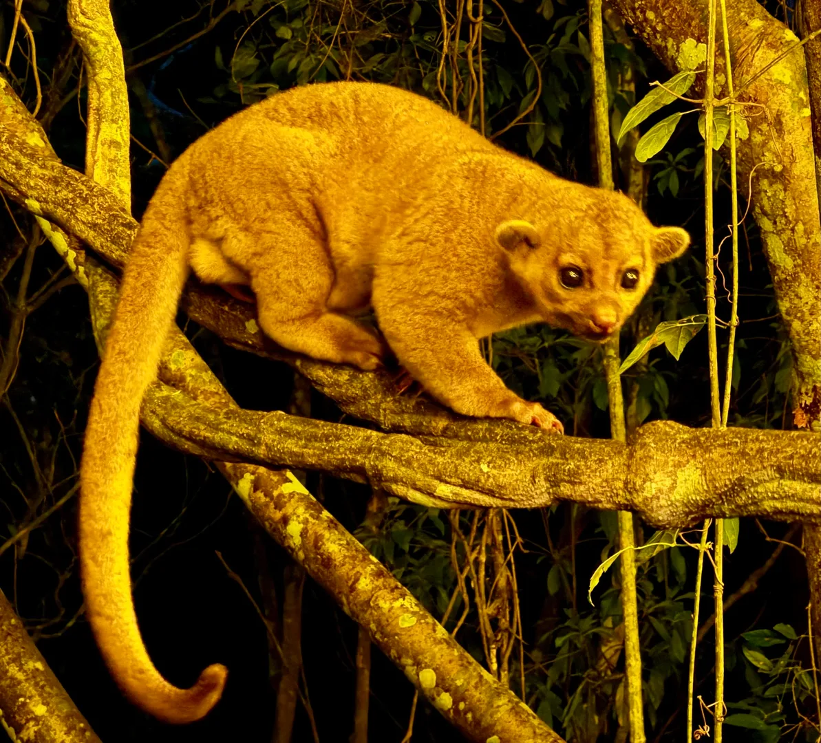 Golden kinkajou on a branch at night with its long tail curled below