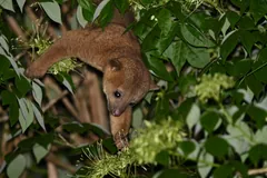 Kinkajou reaching head-first down through leafy branches towards a flower cluster