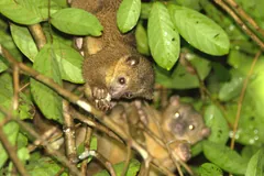 Two kinkajous peering out from dense green leaves at night