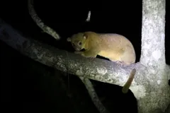 Kinkajou with large dark eyes walking along a pale branch at night