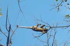 Kinkajou stretched between two bare branches against a blue sky