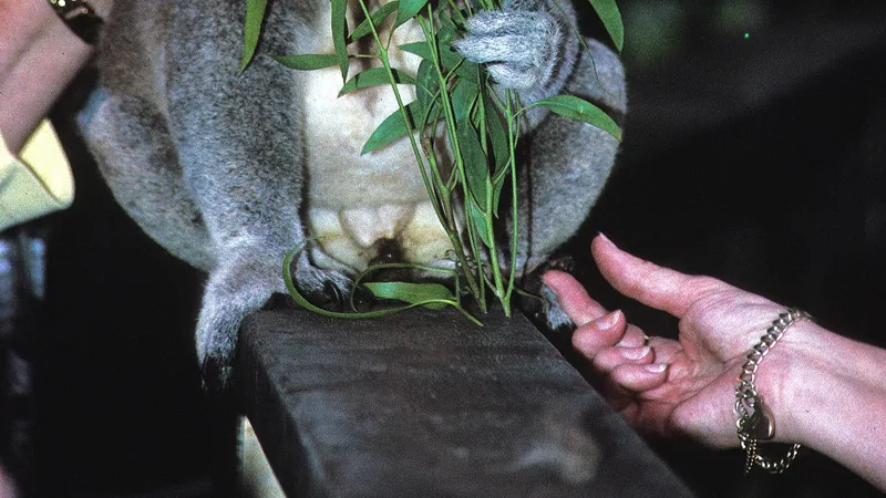 Koala in natural habitat