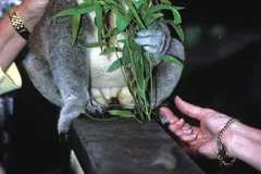 Koala in natural habitat