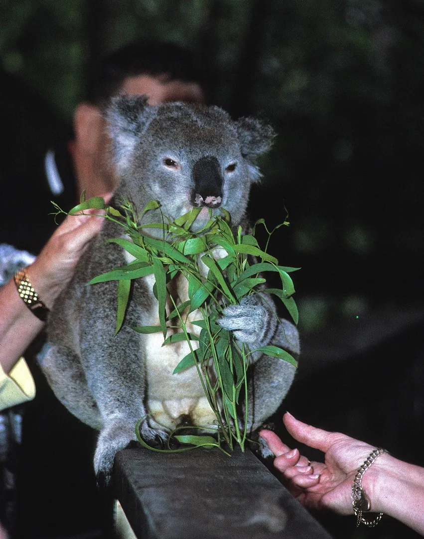 Koala in natural habitat