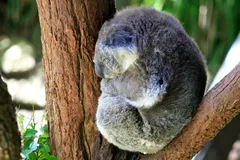 Koala in natural habitat