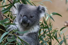 Koala in natural habitat