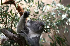 Koala in natural habitat