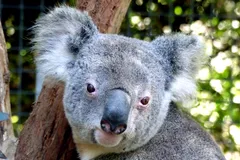 Koala in natural habitat
