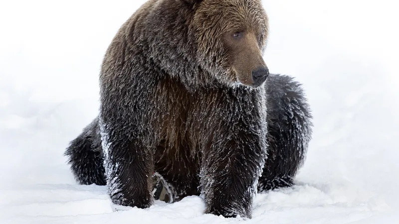 Wild female Kodiak brown bear in the winter snow along a river