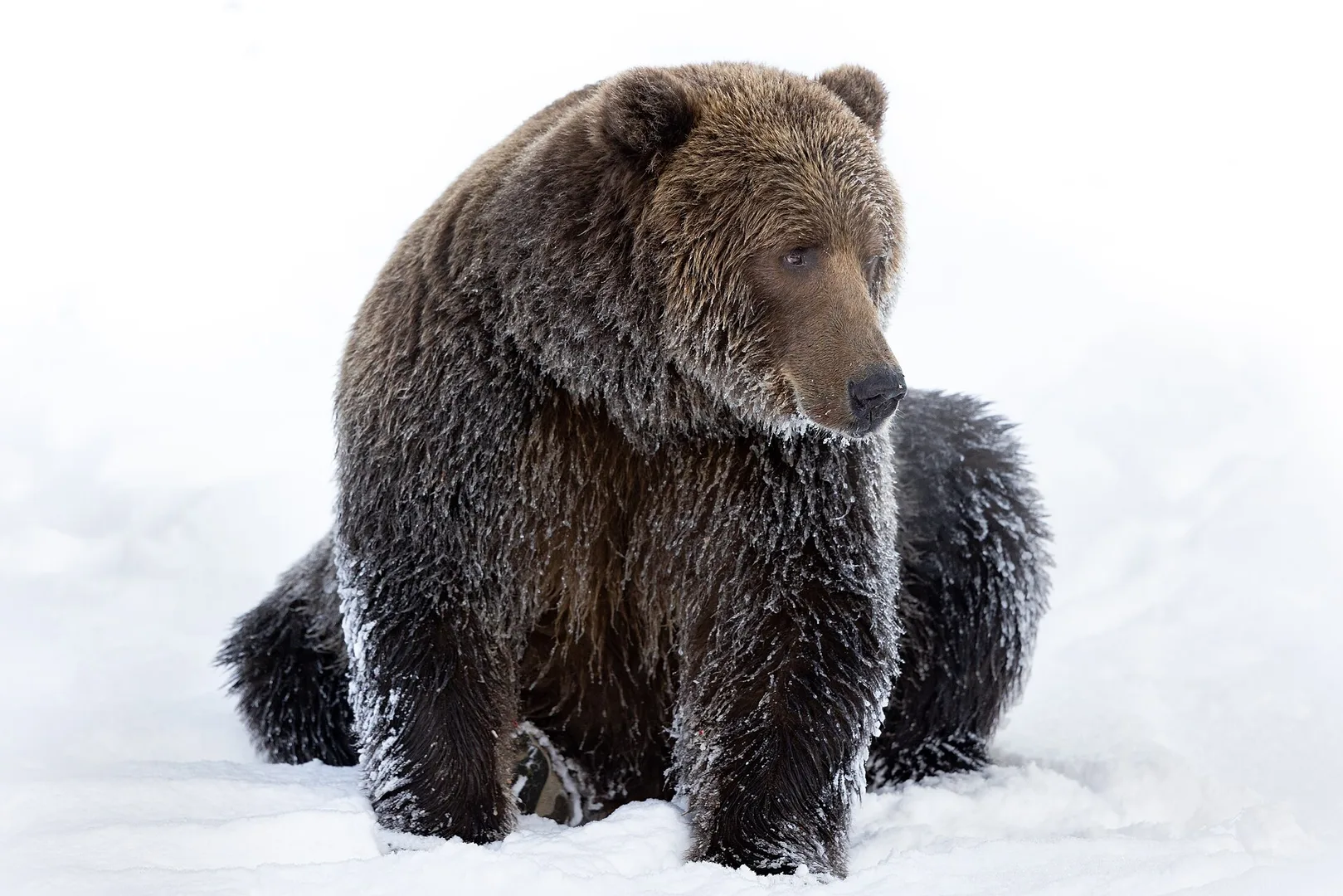 Wild female Kodiak brown bear in the winter snow along a river