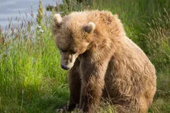 Kodiak brown bear resting in afternoon sun along riverbank