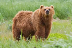 Adult Kodiak bear roaming coastal tundra in Kodiak National Wildlife Refuge