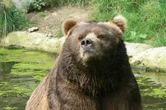 Close-up head profile of a massive adult Kodiak bear