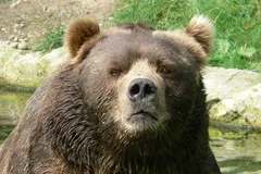 Adult male Kodiak bear standing alert on rocky ground