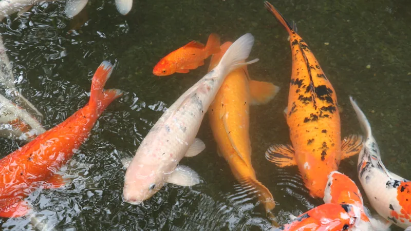 White, orange and spotted koi swimming in a dark pond