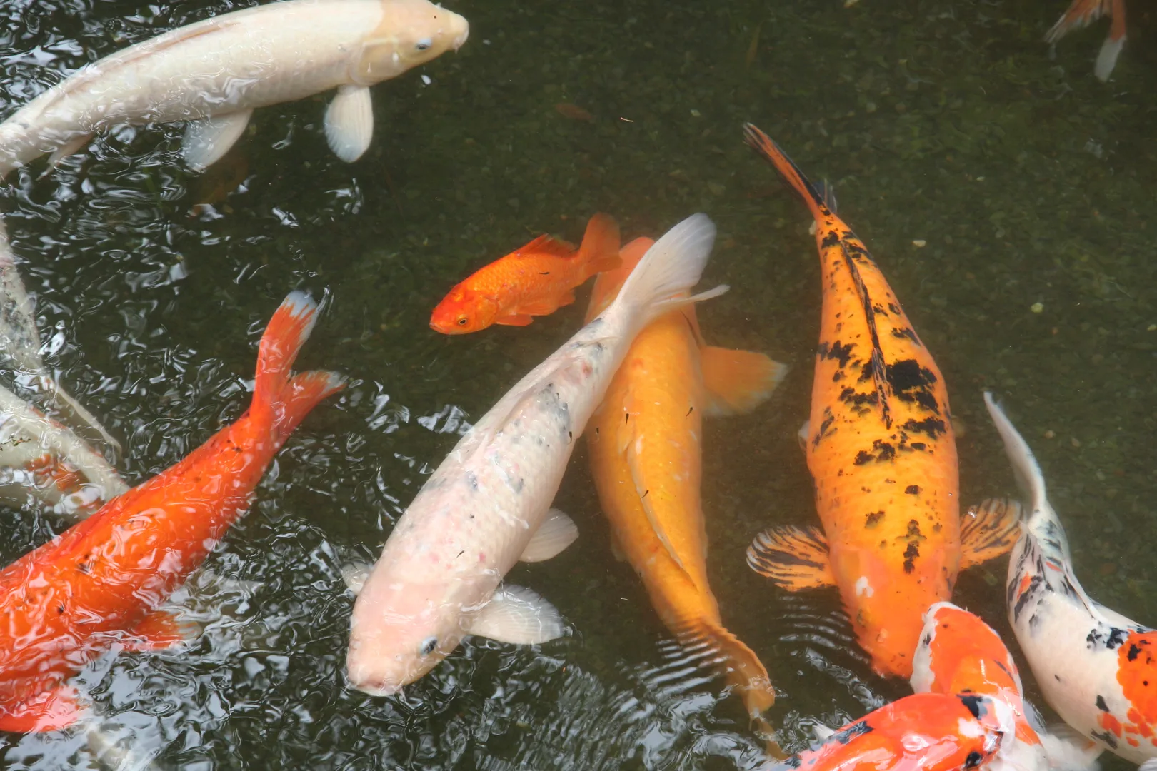 White, orange and spotted koi swimming in a dark pond
